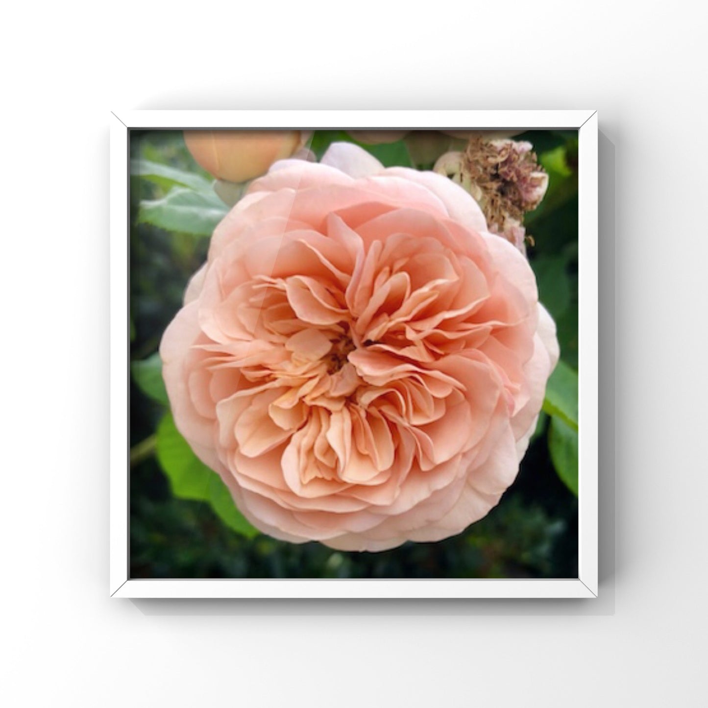 Orange English Rose Printable Wall Art, Botanical Flower Photography, Digital Download