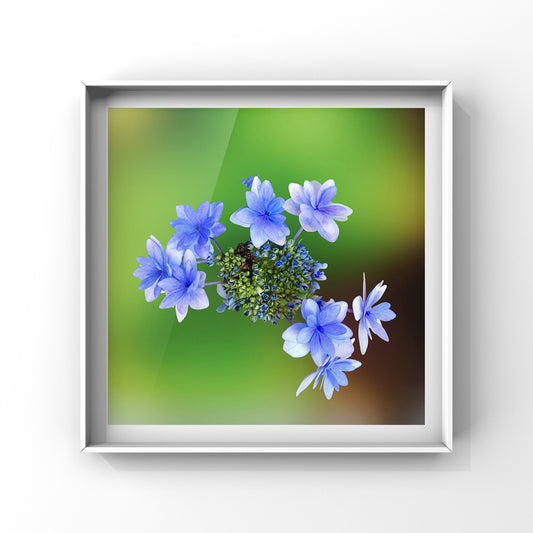Blue Hydrangeas Wall Art Printable, Flower Photography, Elegant Botanical Decor, Digital Download