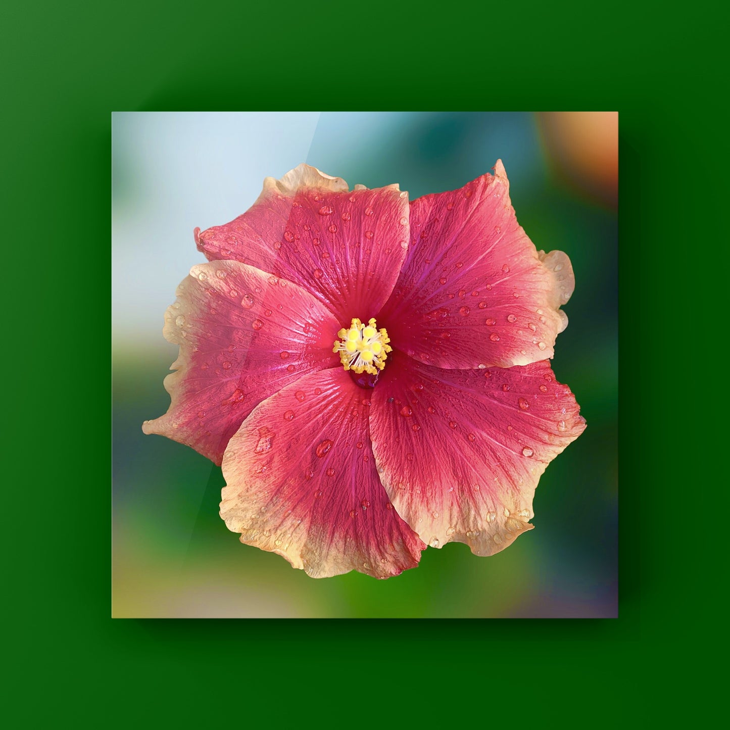 Hibiscus Flower Wall Art Bundle, 10 Botanical Photography Prints, Colour Collection, Digital Download