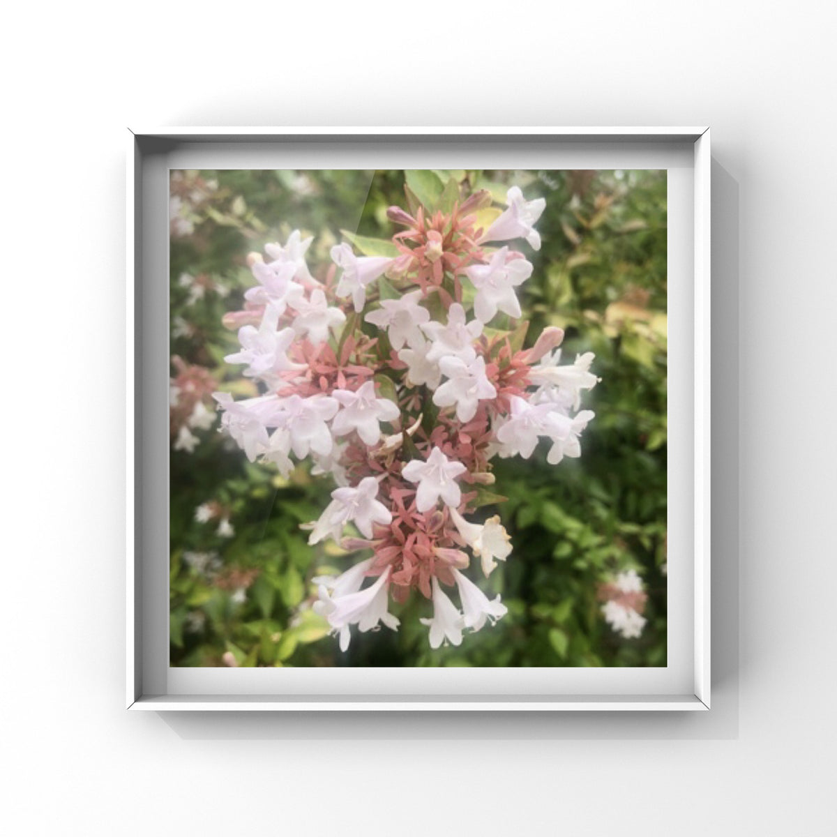 White Abelia Flower Printable Wall Art Bundle (2), Elegant Botanical Photography, Floral Digital Download Set, Nature Wall Decor
