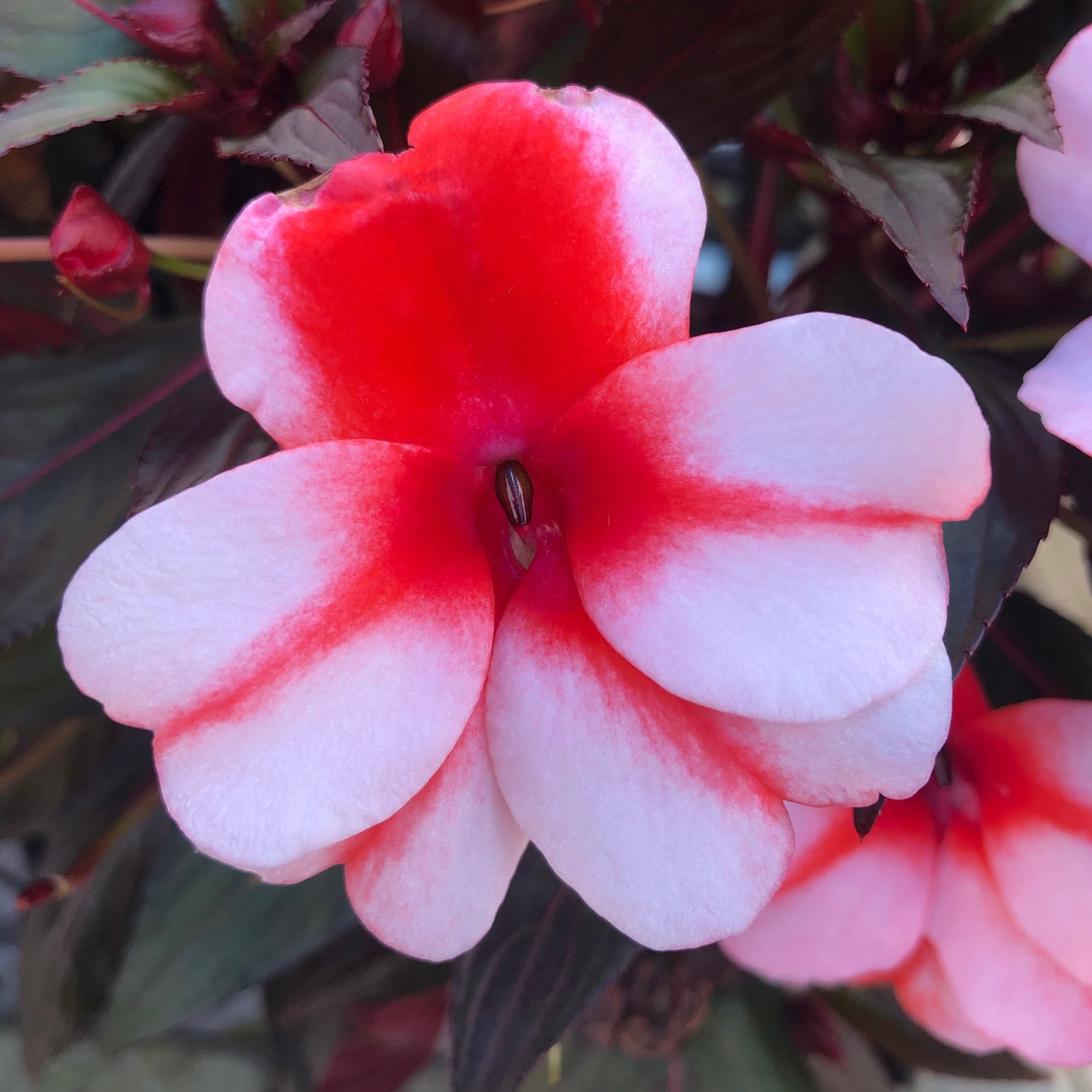 Red and Light Pink Impatiens Printable Wall Art, Vibrant Botanical Flower Photography, Digital Download