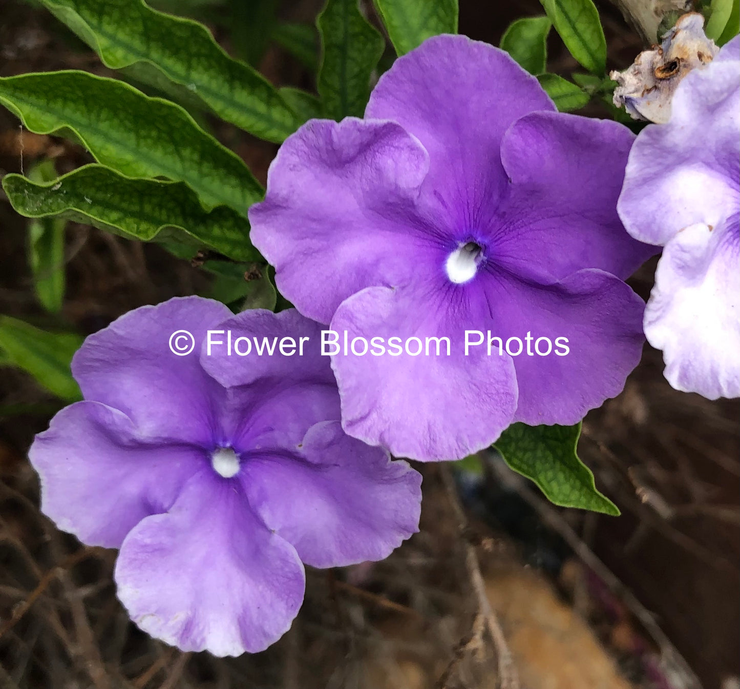 Orchid Radiance Blooms| High-Resolution Digital Image For Personal Use