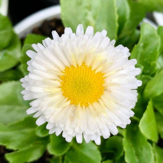 English Daisy Wall Art Printable, White Daisy Flower Photography, Fresh Botanical Decor, Classic Floral Digital Download