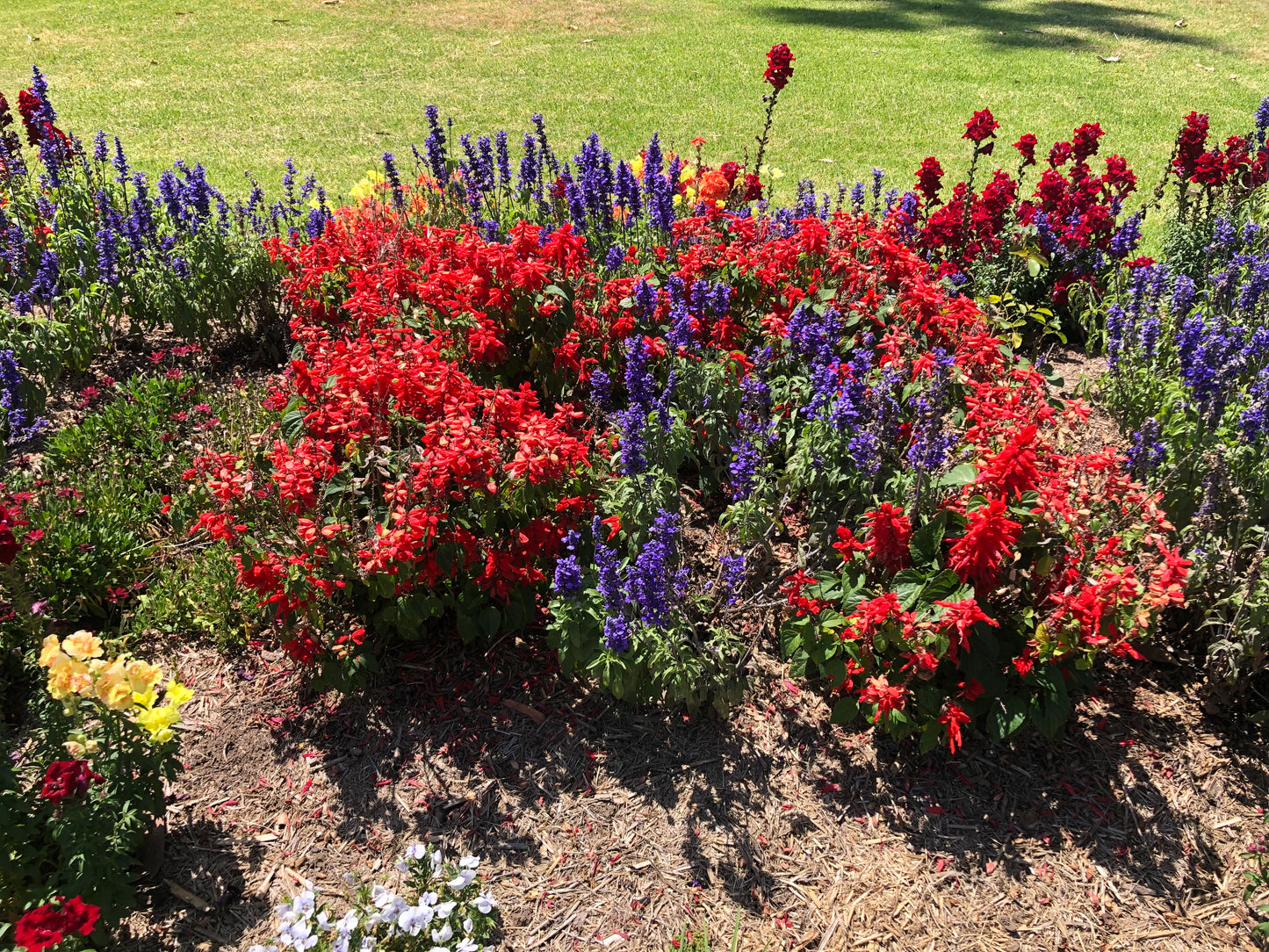 Mixed Garden Flowers Wall Art Printable, Flower Photography, Vibrant Red Purple Yellow Bloom Decor, Botanical Digital Download