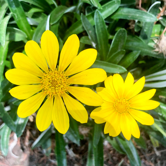 Bright Yellow Flower Wall Art Printable, Sunny Botanical Photography, Happy Floral Decor, Digital Download