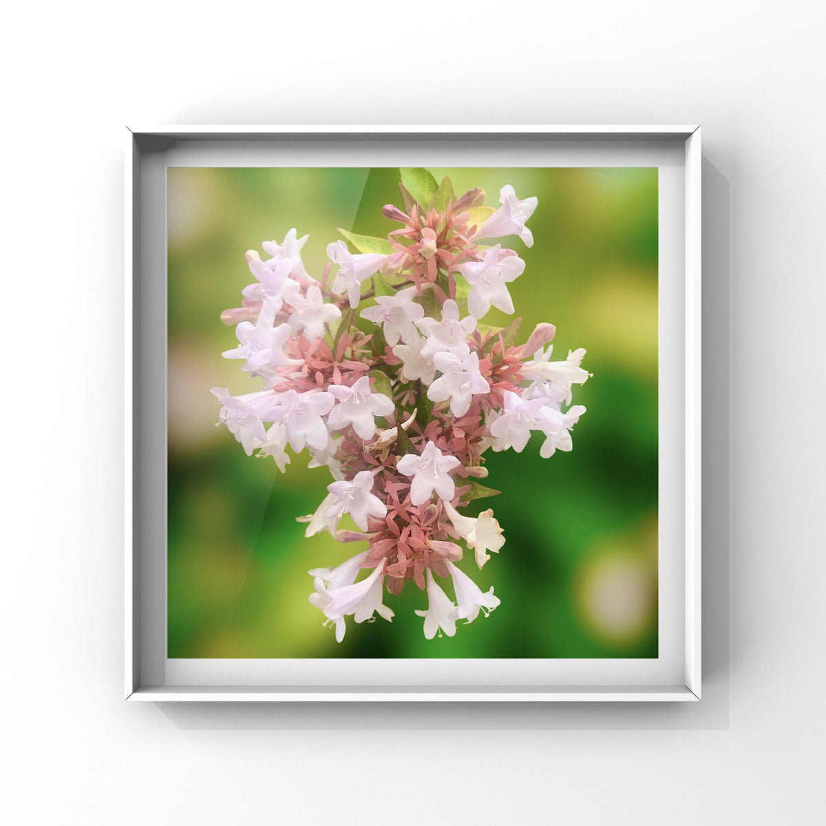 White Abelia Flowers Wall Art Printable, Elegant Botanical Photography, Dreamy Floral Decor, Digital Download