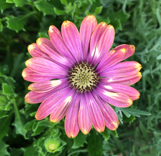 Pink, Purple, and Yellow Daisy Printable Wall Art – Vibrant Botanical Flower Photography - Digital Download