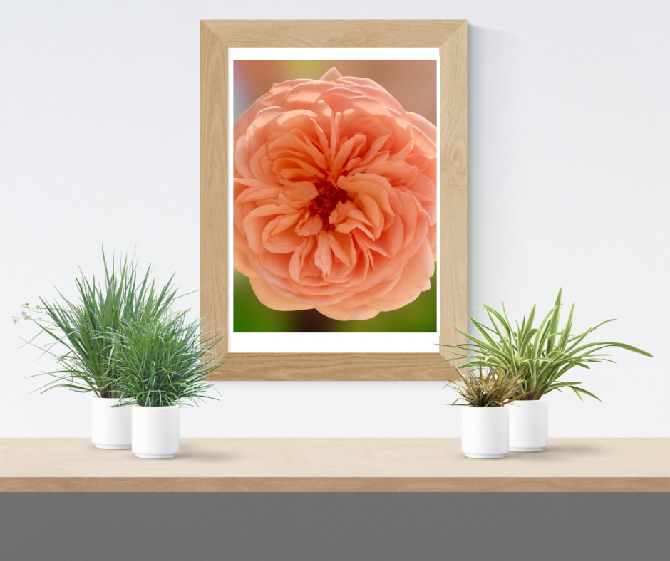 Apricot English Rose Wall Art Printable, Flower Photography, Elegant Botanical Decor, Digital Download