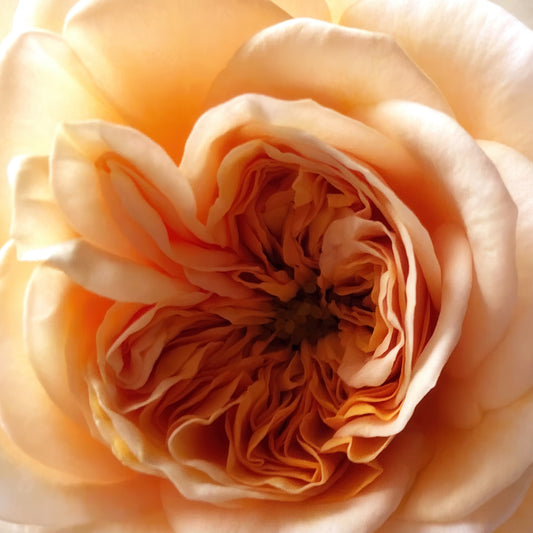 Large Orange Rose Wall Art Printable – Botanical Flower Photography - Digital Download