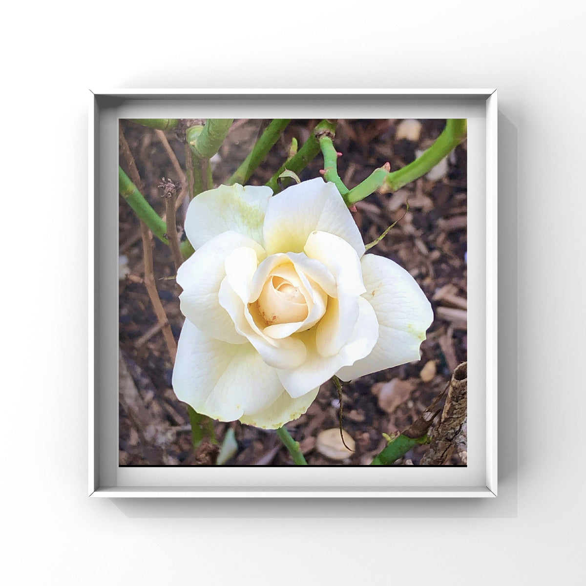 White Garden Rose Wall Art Printable, Floral Photography, Botanical Decor, Digital Download