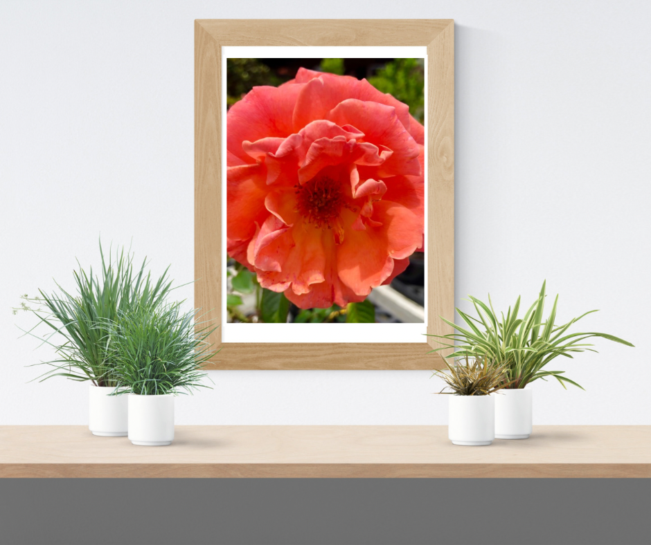 Orange Rose Printable Wall Art, Vibrant Botanical Flower Photography, Digital Download