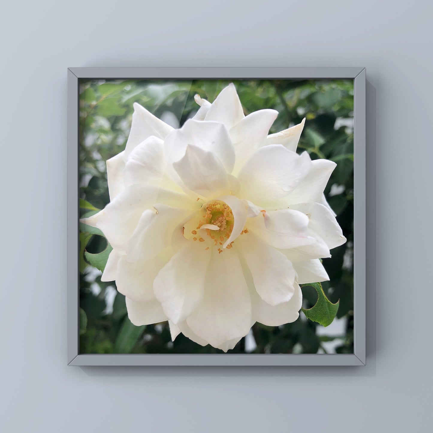 White Iceberg Rose Printable Wall Art, Elegant Botanical Flower Photography, Digital Download