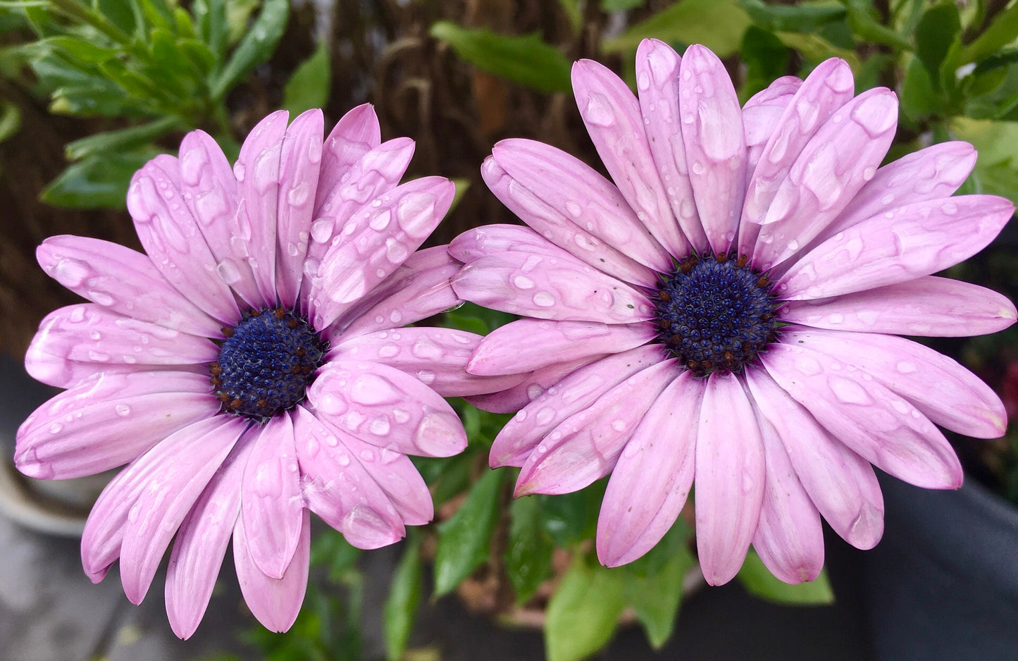 Purple Daisies Printable Wall Art, Vibrant Botanical Flower Photography, Digital Download