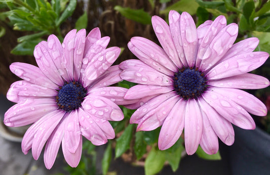 Purple Daisies Printable Wall Art – Vibrant Botanical Flower Photography - Digital Download