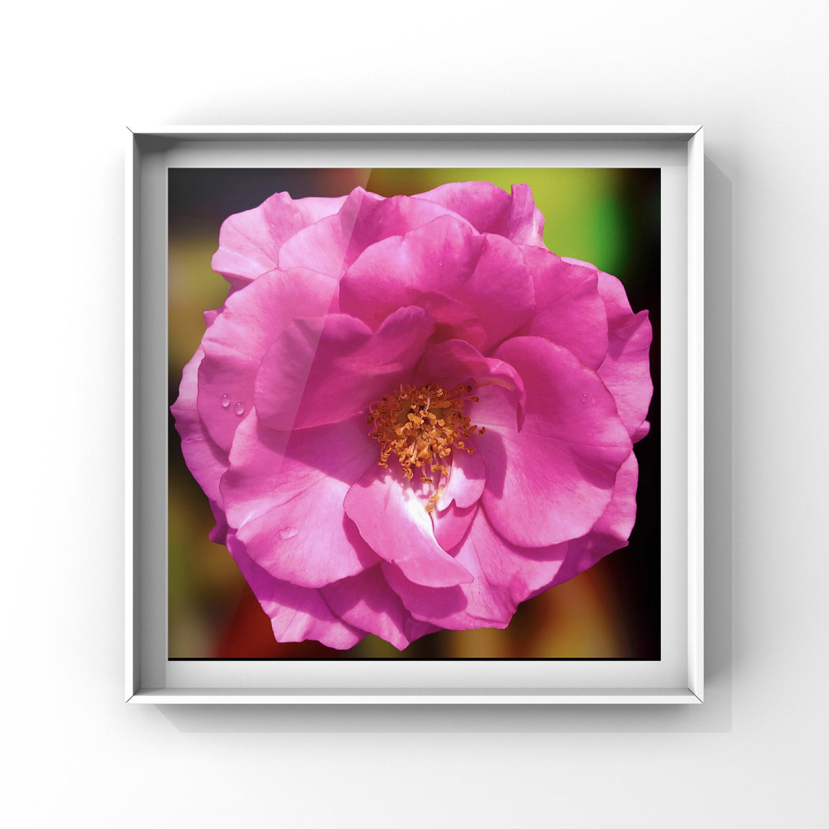 Pink English Garden Rose Wall Art Printable, Flower Photography, Elegant Botanical Decor, Digital Download