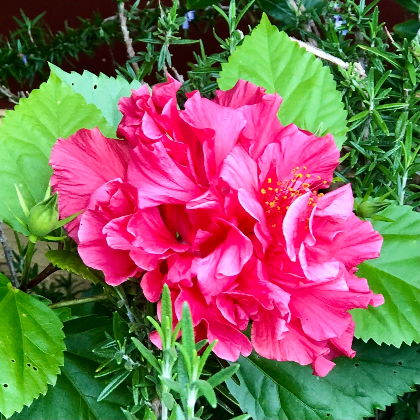 Vibrant Pink Hibiscus Wall Art Printable, Tropical Flower Photography, Bold Botanical Decor, Floral Digital Download