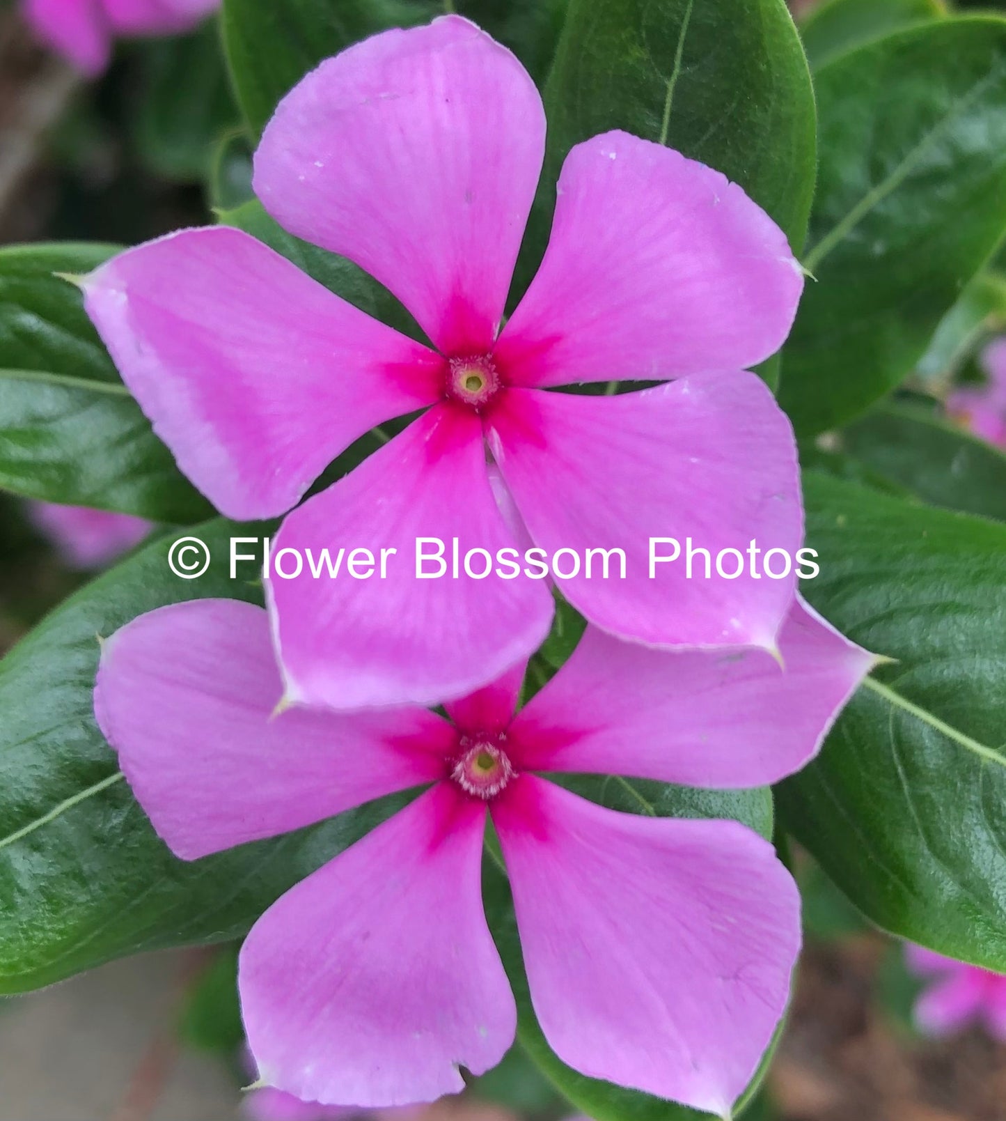 Serene Purple Petals| High-Resolution Digital Image For Personal Use