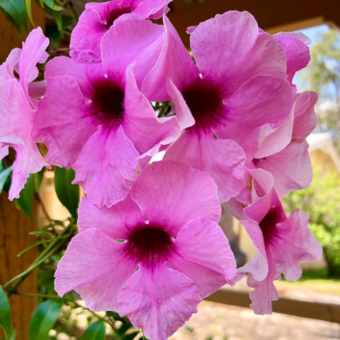 Pink Bower Vine Wall Art Printable, Climbing Flower Photography, Soft Botanical Decor, Floral Digital Download