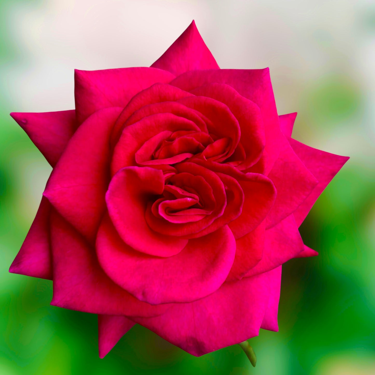 Vibrant Red Rose Wall Art Printable, Flower Photography, Elegant Botanical Decor, Digital Download