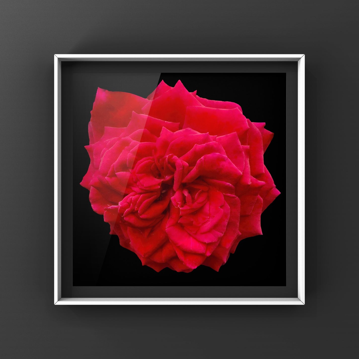 Large Red Rose Wall Art Printable, Botanical Flower Photography, Digital Download
