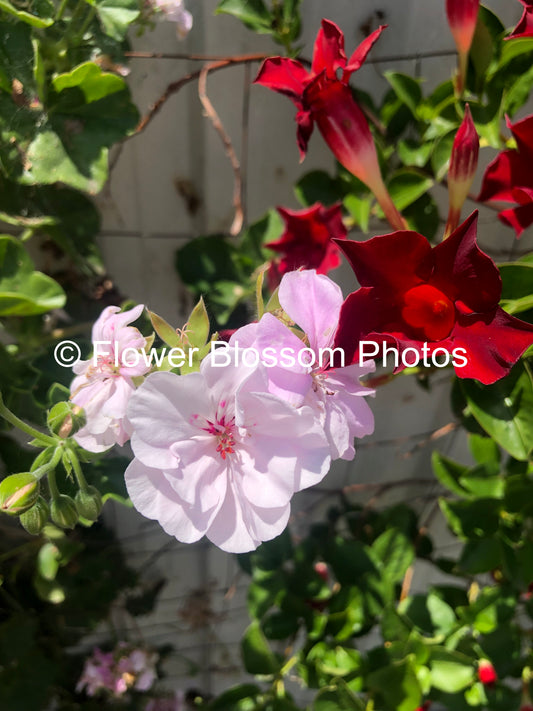 Pink & White Blooms| High-Resolution Digital Image For Personal Use