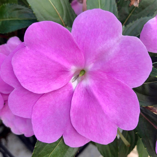 Pink Impatiens Printable Wall Art – Botanical Flower Photography - Digital Download