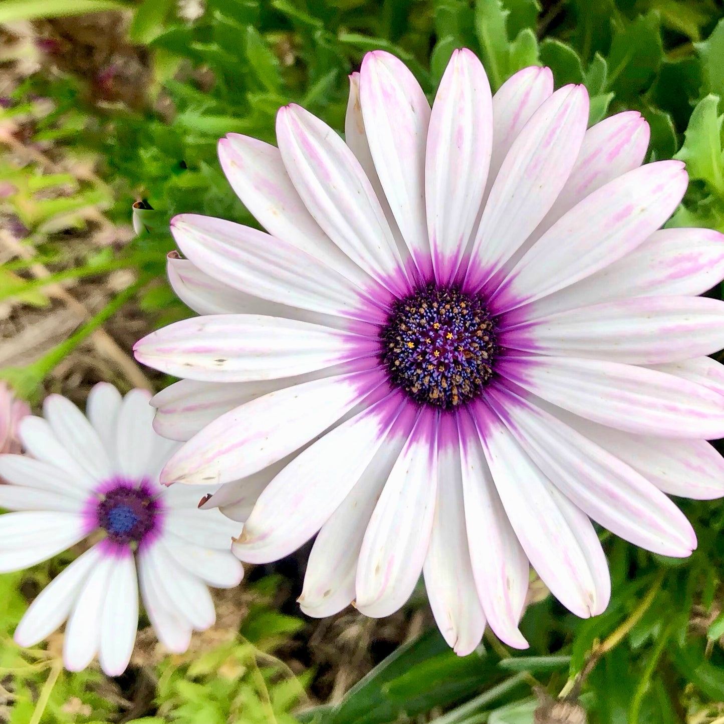 White and Purple African Daisy Printable Wall Art, Botanical Flower Photography, Digital Download