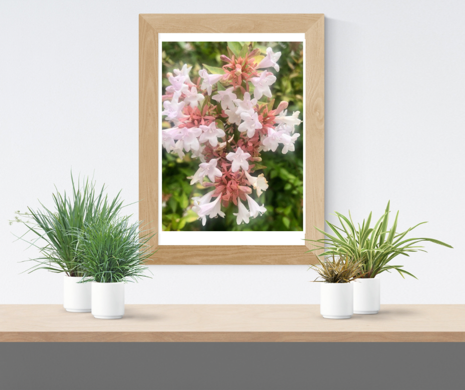 White Abelia Flower Printable Wall Art Bundle (2), Elegant Botanical Photography, Floral Digital Download Set, Nature Wall Decor