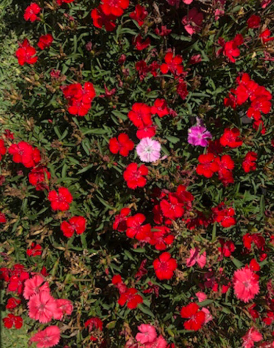 Dianthus Flower Wall Art – Soft Red Garden Bloom Photography – Printable Digital Download