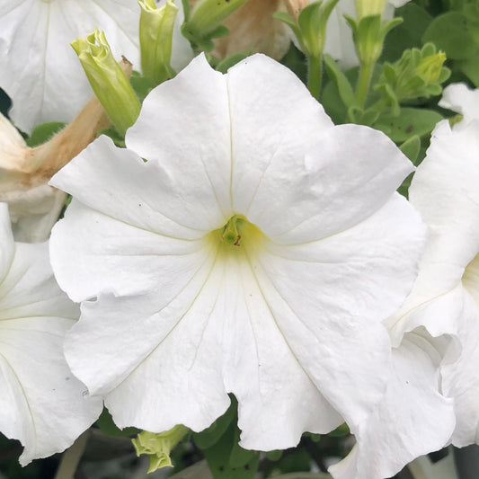 Small White Petunia Flower Wall Art Printable, Delicate Floral Photography, Digital Download