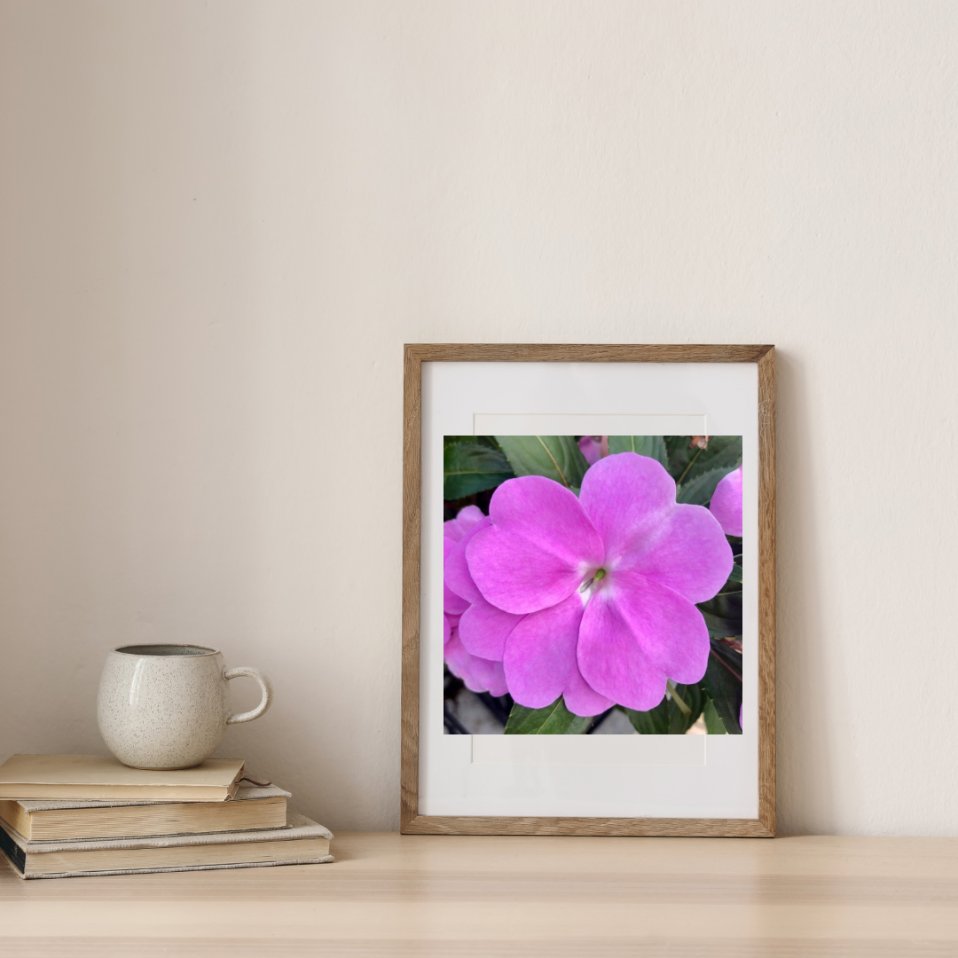 Pink Impatiens Printable Wall Art, Botanical Flower Photography, Digital Download
