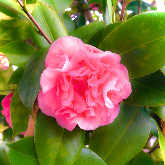 Pink Camellia Flower Wall Art Printable, Elegant Botanical Photography, Floral Digital Download