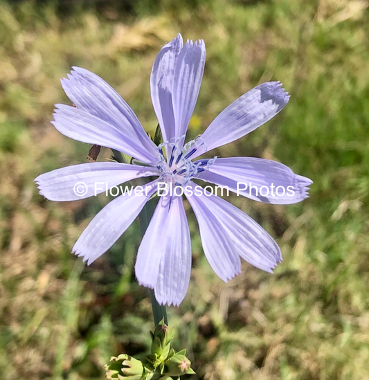 Bright Purple Blossom|High-Resolution Digital Image  For Commercial Use