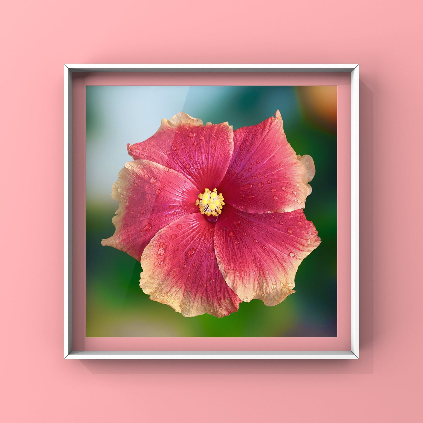 Hibiscus Flower Wall Art Bundle, 10 Botanical Photography Prints, Colour Collection, Digital Download