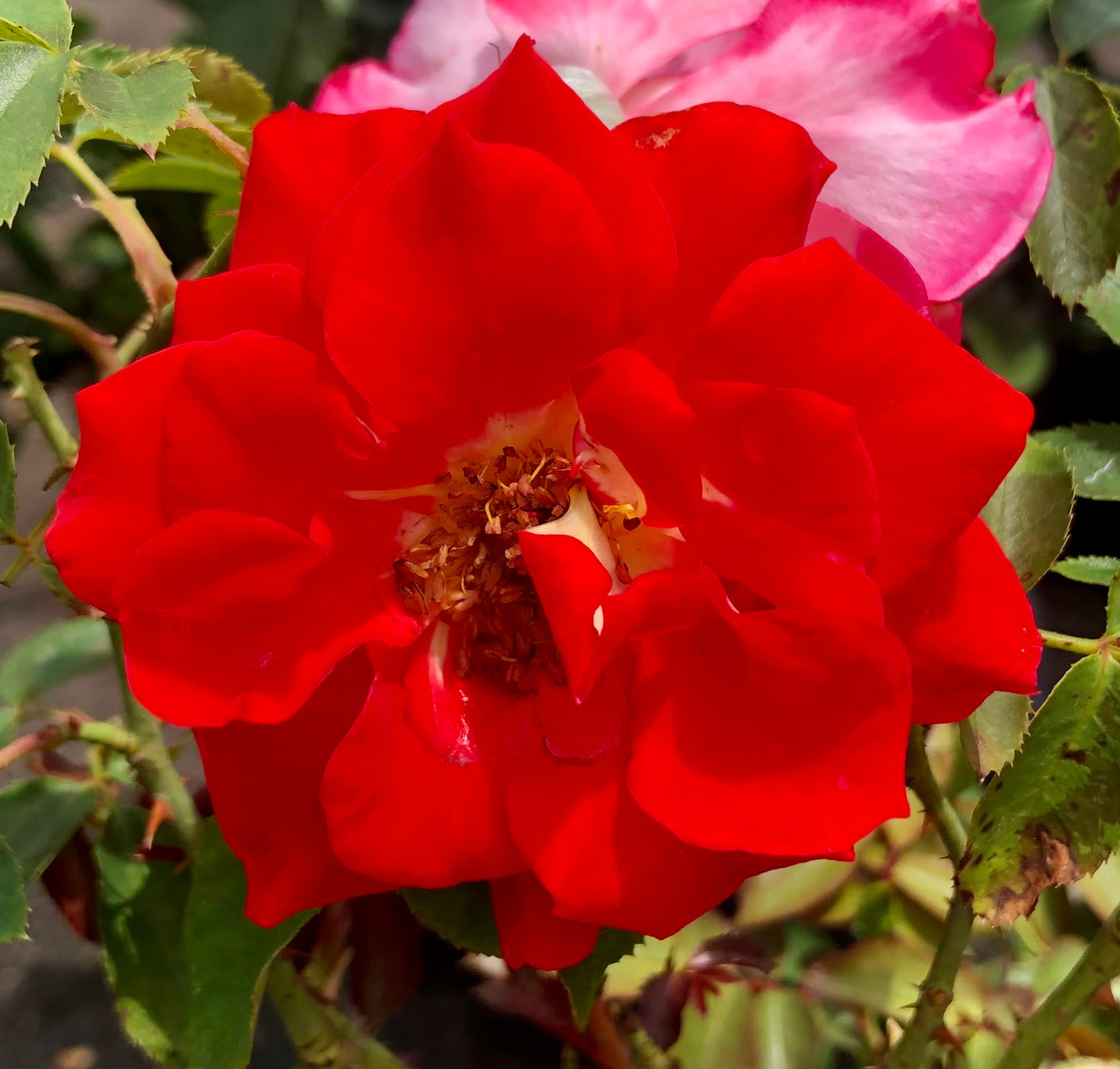 Vibrant Red Rose Printable Wall Art, Classic Bright Botanical Flower Photography, Digital Download