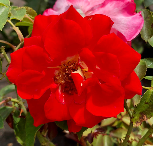 Vibrant Red Rose Printable Wall Art, Classic Bright Botanical Flower Photography, Digital Download