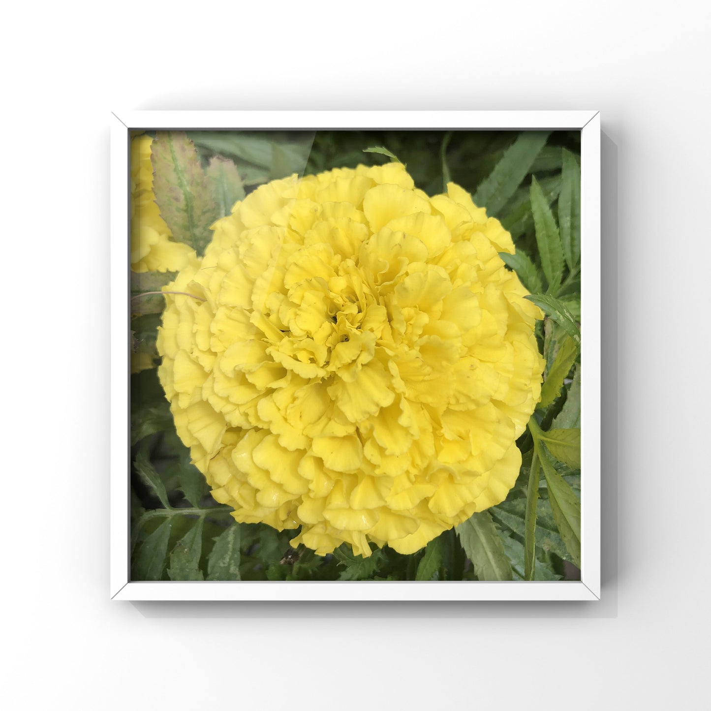 Yellow Petal Delight| High-Resolution Digital Image For Commercial Use