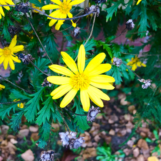 Small Yellow Daisy Wall Art Printable, Flower Photography, Botanical Decor, Digital Download