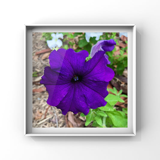 Dark Purple Petunia Printable Wall Art, Vivid Botanical Flower Photography, Digital Download