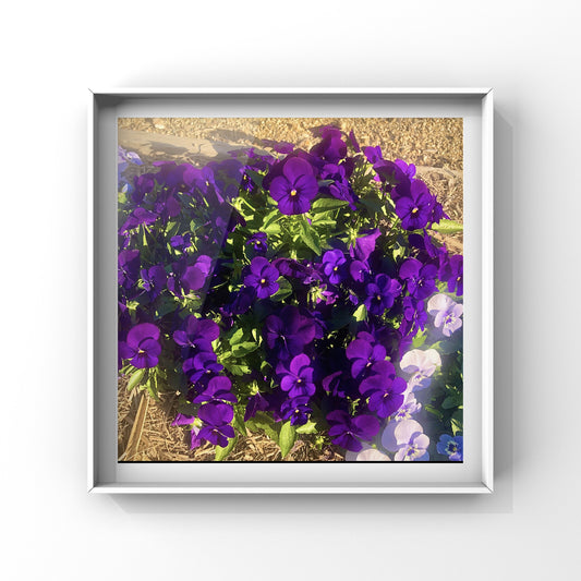 Dark Purple Violas Wall Art Printable, Floral Photography, Botanical Decor, Digital Download