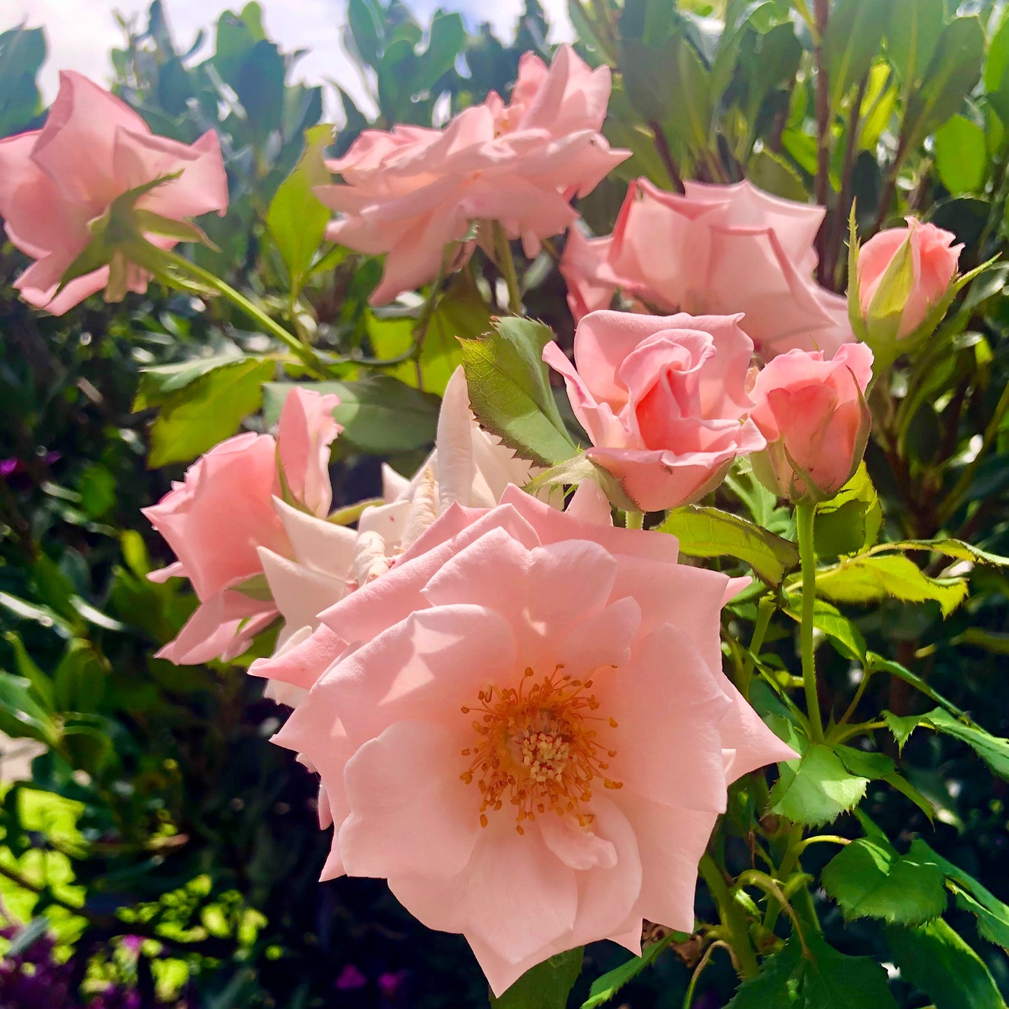 Peach and Pink Roses Printable Wall Art – Botanical Flower Photography - Digital Download