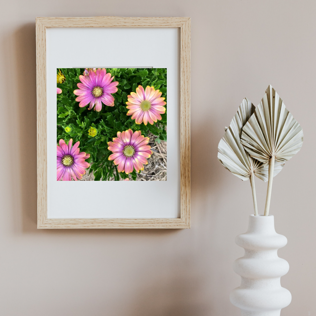Purple and Yellow Daisy Printable Wall Art, Botanical Flower Photography, Digital Download