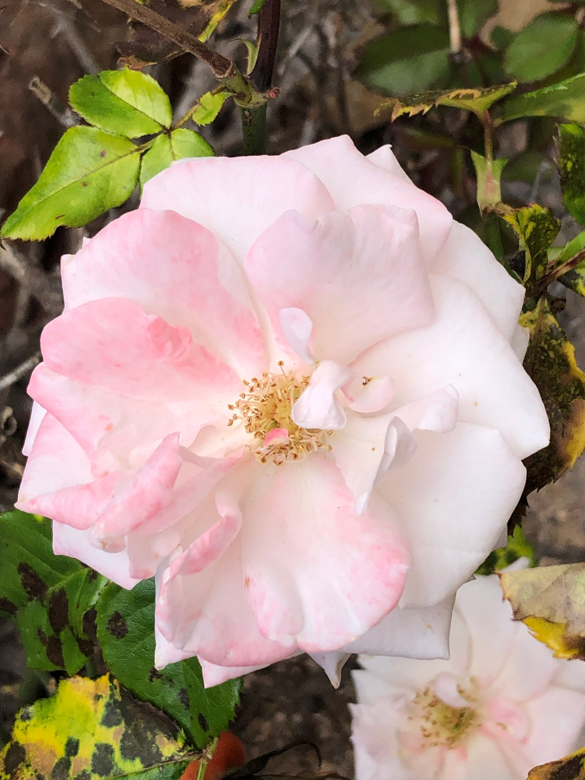 Pink and White Rose Wall Art Printable, Floral Photography, Botanical Decor, Digital Download