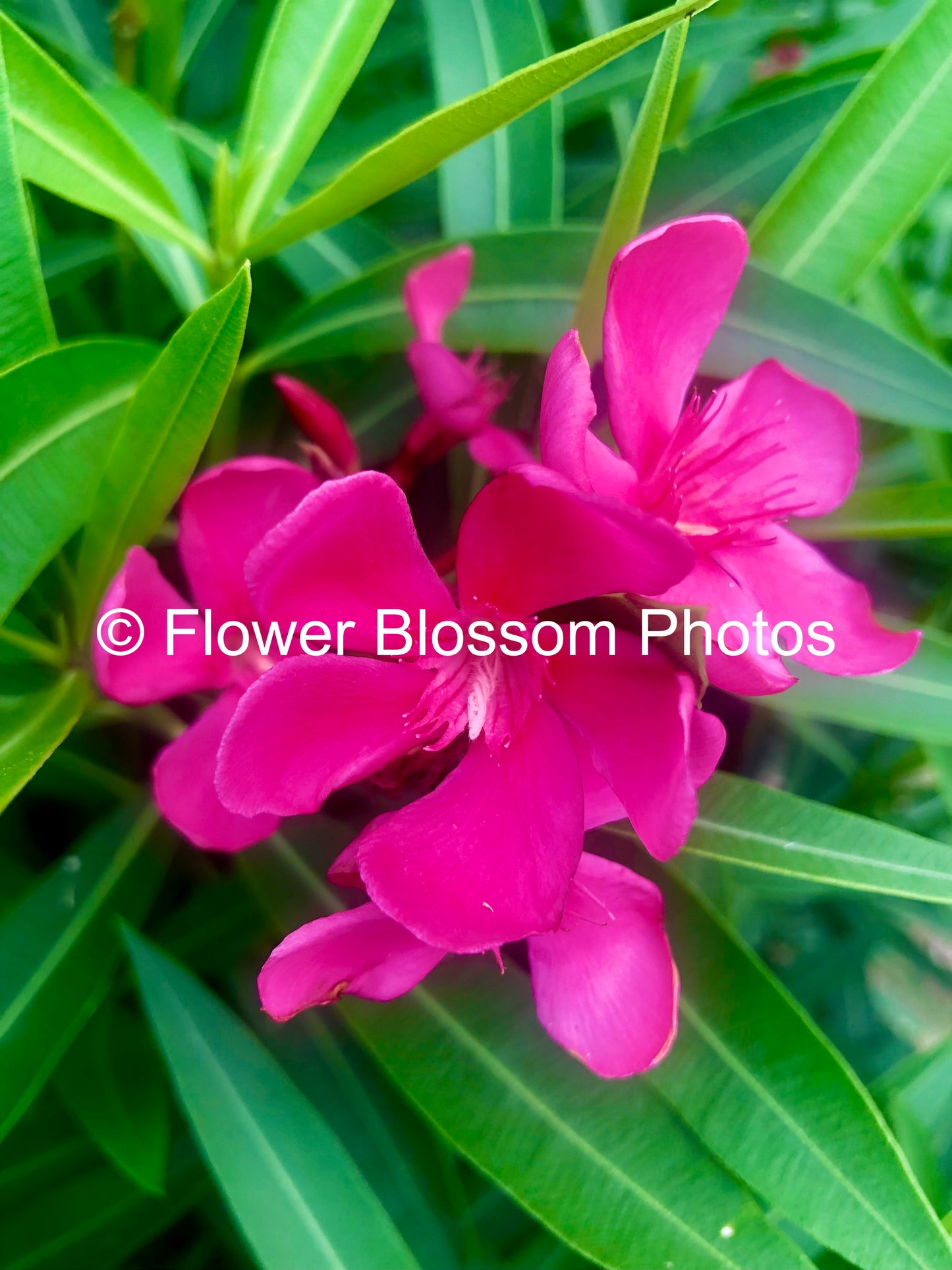 Vibrant Pink Blooms| High-Resolution Digital Image For Personal Use