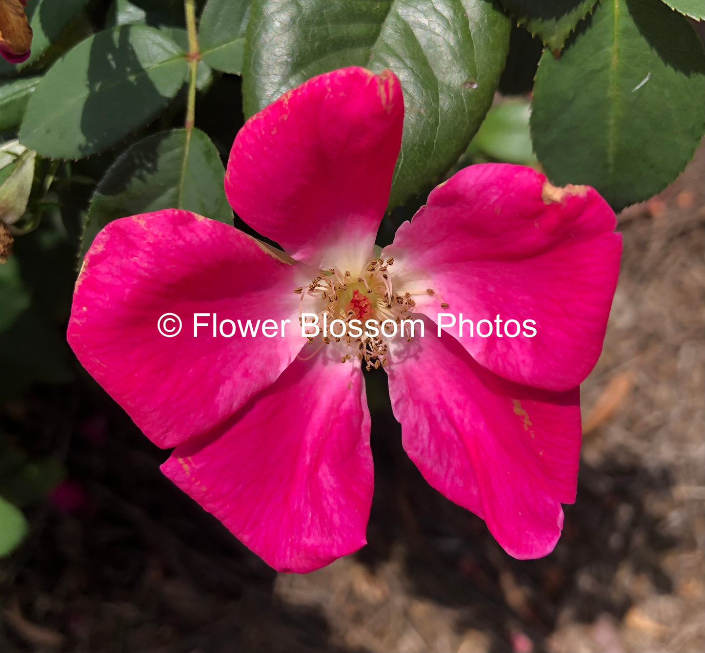 Pink Petal Serenity| High-Resolution Digital Image For Commercial Use