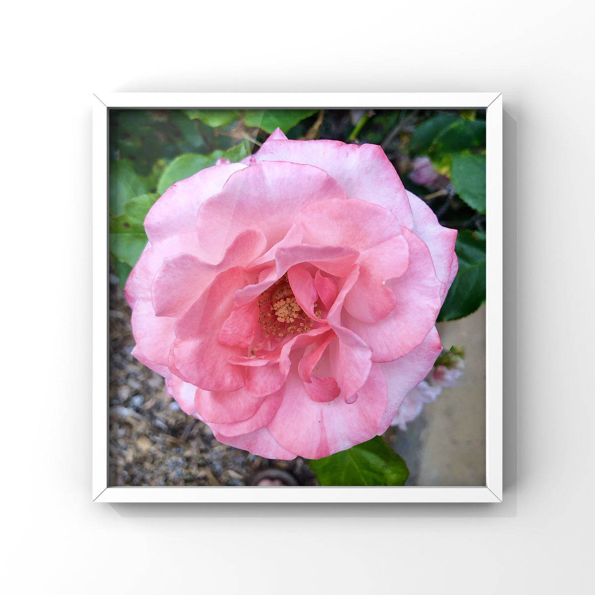 10 Rose Photography Bundle, Printable Floral Wall Art Collection, Botanical Decor, Digital Download
