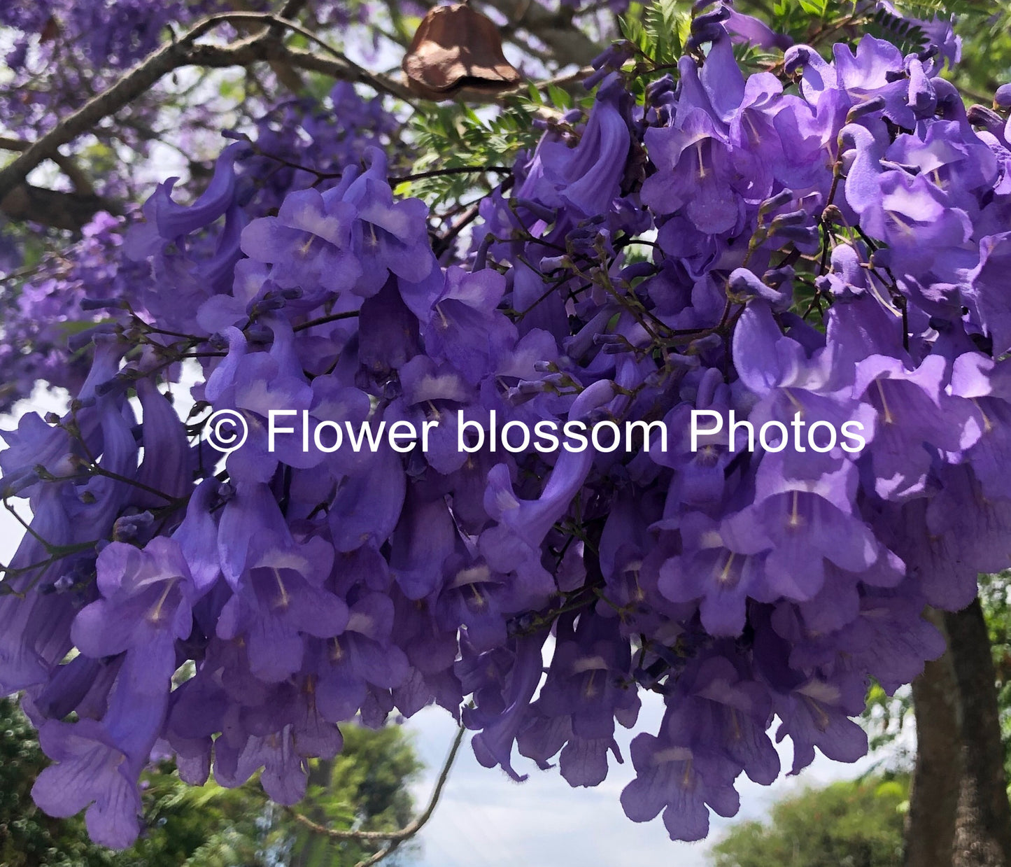 Captivating Purple Beauty| High-Resolution Digital Image For Personal Use