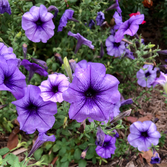 Purple Petunia Wall Art Printable, Flower Photography, Rich Garden Bloom Decor, Botanical Digital Download