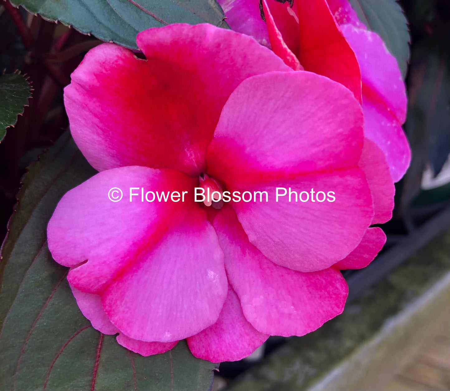 Pink Blossom Serenity| High-Resolution Digital Image For Personal Use