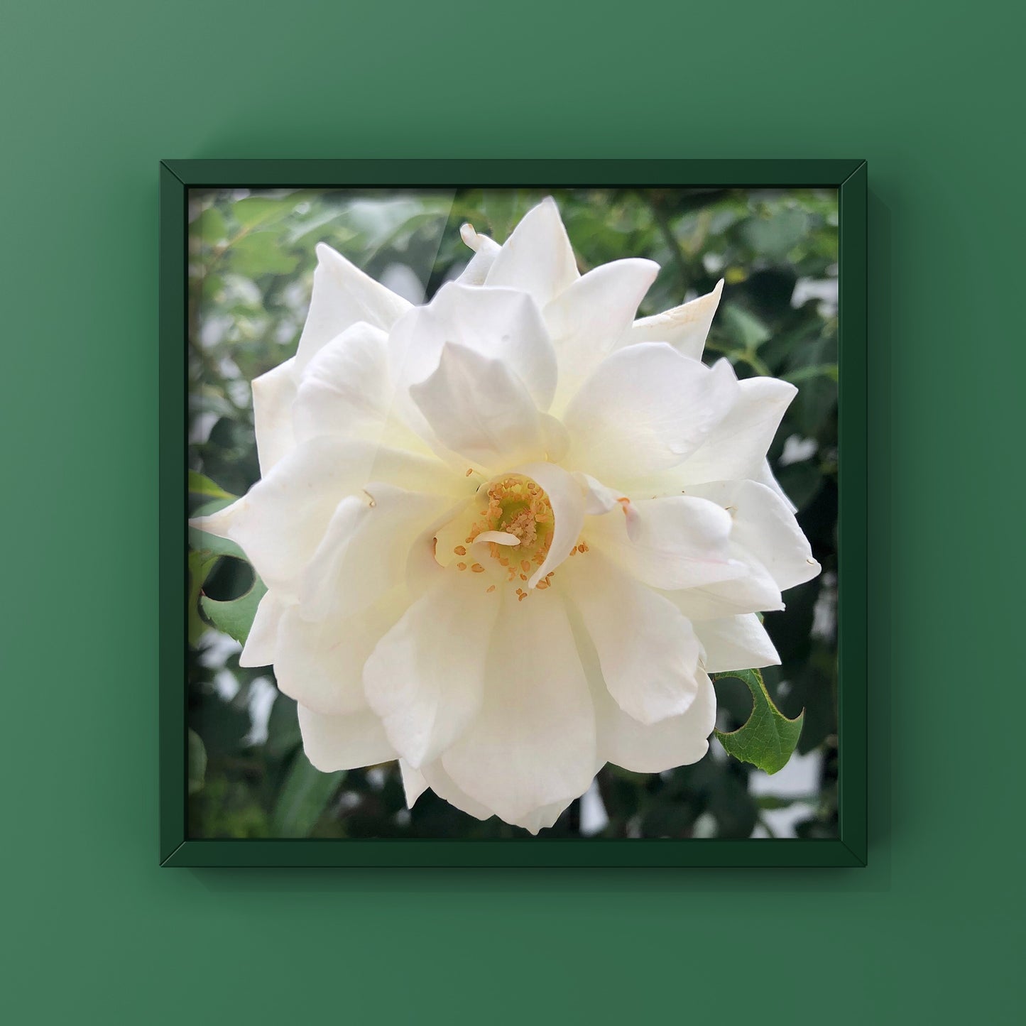 White Iceberg Rose Printable Wall Art, Elegant Botanical Flower Photography, Digital Download